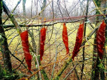 Low angle view of trees