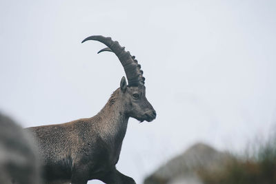 Low angle view of giraffe against sky