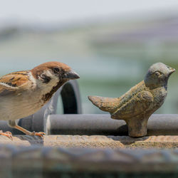 Close-up of sparrow by bird figurine on railing