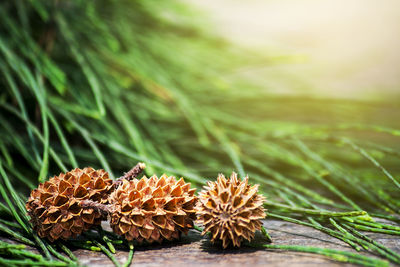 Close-up of pine cone on tree