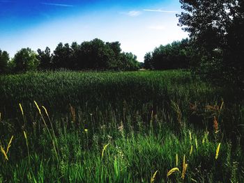 Scenic view of field against sky