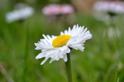 Close-up of flower blooming outdoors