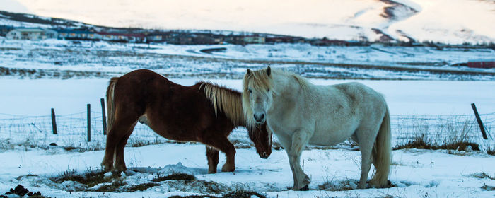 Horse standing on snow field during winter