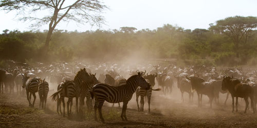 Wildbeest migration betwen serengeti and maasai mara national park