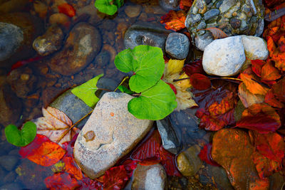 High angle view of maple leaf floating on water