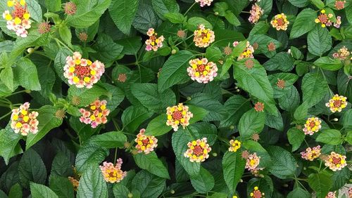 Close-up of pink flowers blooming in park