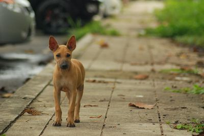 Portrait of dog standing on footpath