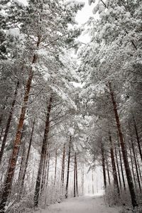 Low angle view of trees in forest