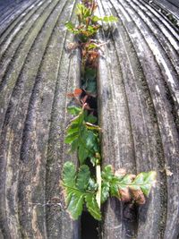 Plants growing on wooden surface