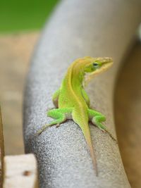 Close-up of a lizard