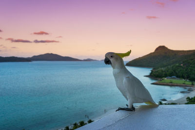 Seagull by sea against sky during sunset