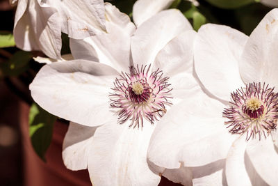 Close-up of flowers in bloom