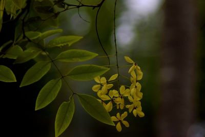 Close-up of insect on plant