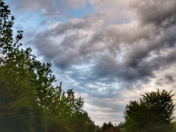 Low angle view of trees against sky