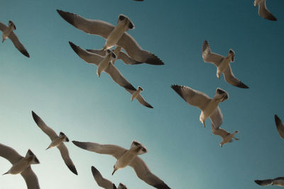 Low angle view of seagulls flying