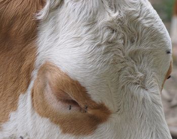 Close-up of a dog