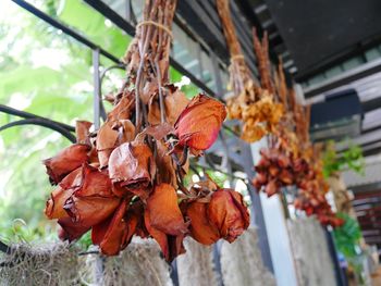 Close-up of dry leaves on plant during autumn