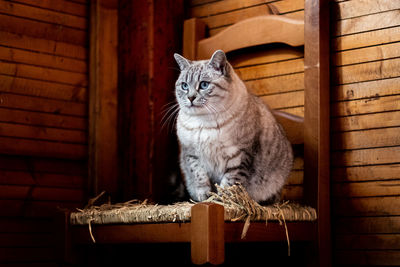 Portrait of a cat