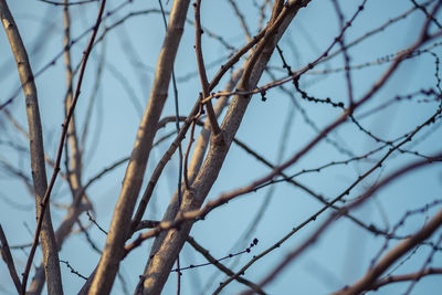 Low angle view of bare tree against sky