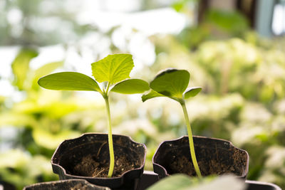 Young green cucumber seedling sprouts in seedling pots. growing of vegetables.