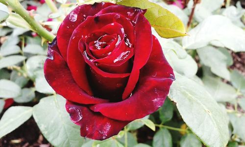 Close-up of red rose