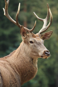 Close-up of stag