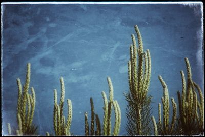 Close-up of fresh plants