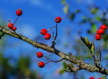 Bright red hawthorn fruits on branches. blue sky background. beautiful autumn screensaver