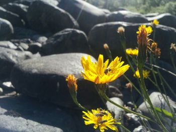 Close-up of yellow flower