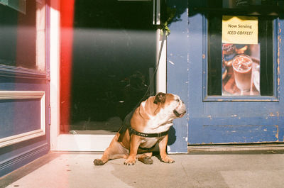 Bulldog tied on cafe door during sunny day