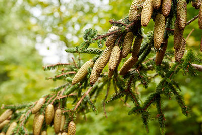 Close-up of pine tree branch