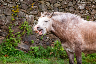 Horses on pasture, in the heard together, happy animals, portugal lusitanos