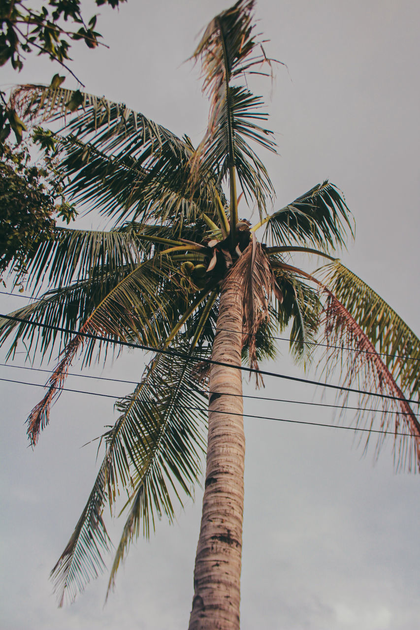 tree, palm tree, tropical climate, plant, sky, nature, tropical tree, palm leaf, tree trunk, trunk, low angle view, leaf, branch, coconut palm tree, beauty in nature, borassus flabellifer, no people, outdoors, growth, date palm, travel destinations, day, environment, wind, travel, flower, tranquility, date palm tree, cloud, land, holiday, vacation, plant part, trip
