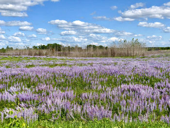 Purple flowering plants on field against sky