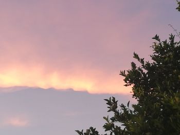 Silhouette tree against sky during sunset