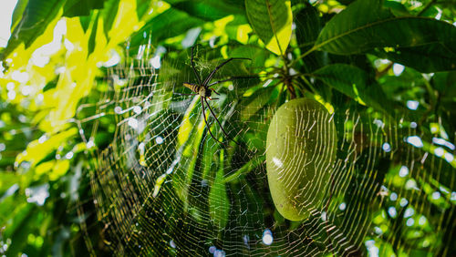 Close-up of spider on web