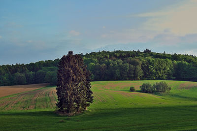 Trees on field against sky