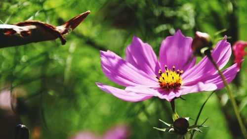 Close-up of honey bee on purple flowering plant