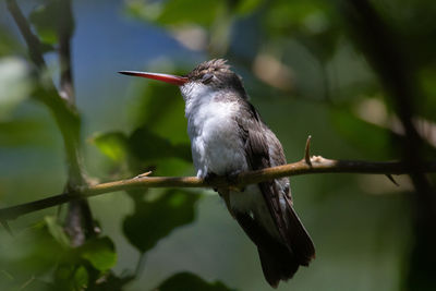 Close-up of bird perching on branch