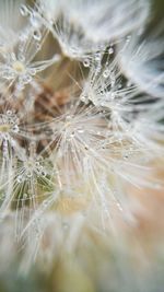 Close-up of dandelion flower