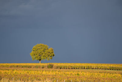 Yellow flowers growing in field against clear sky