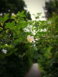 Close-up of flowering plant