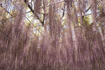 Low angle view of cherry tree in forest