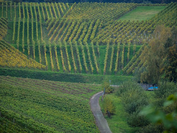 High angle view of agricultural field