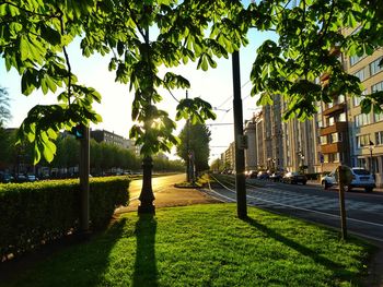 Trees by street in city against sky