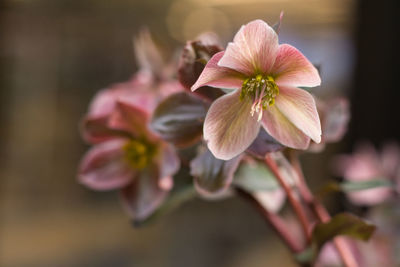 Close-up of flowers blooming outdoors