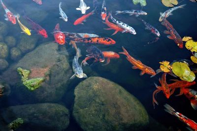 High angle view of koi carps swimming in sea