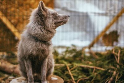 View of dog looking away