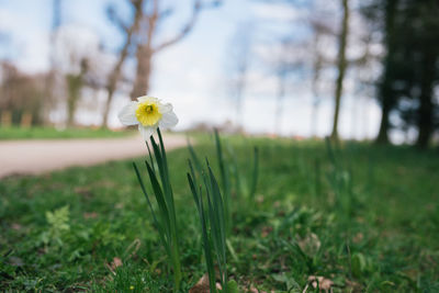 Close-up of white flower on field