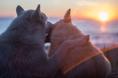 Close-up of  dogs looking at sunset